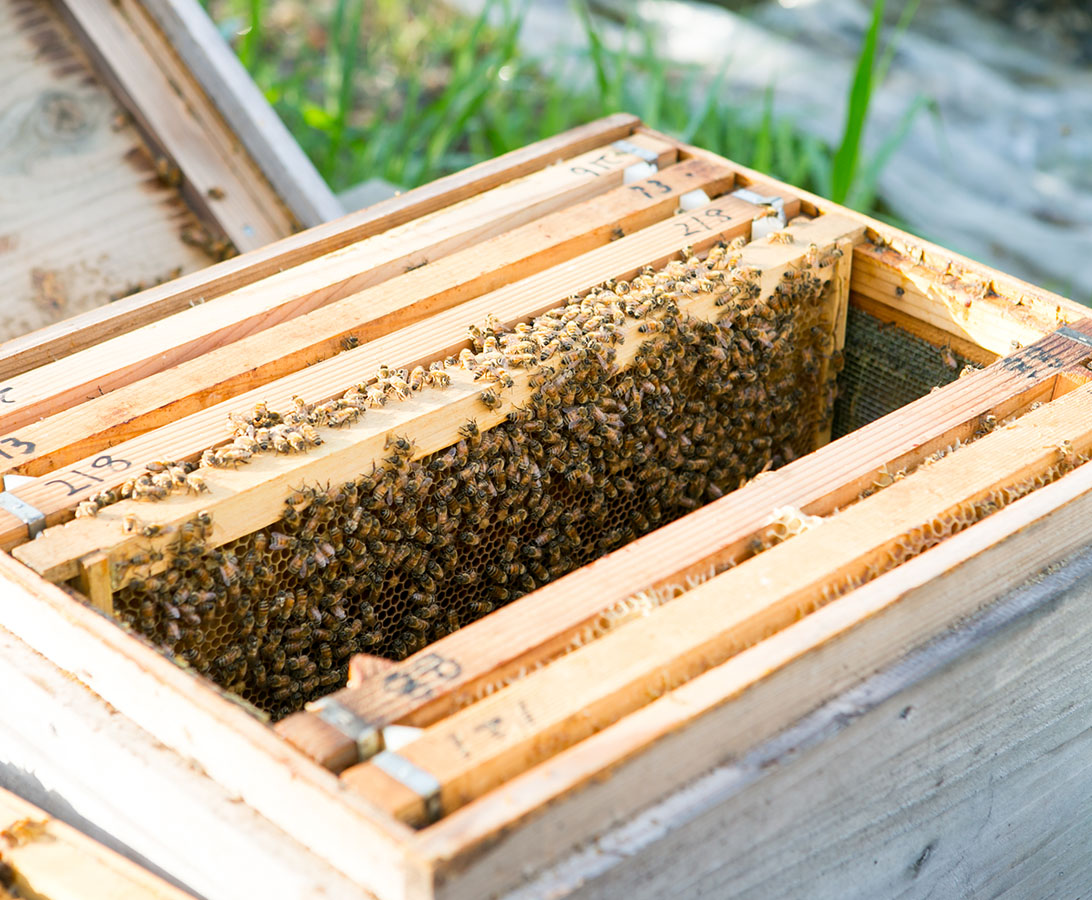 蜂蜜の巣箱