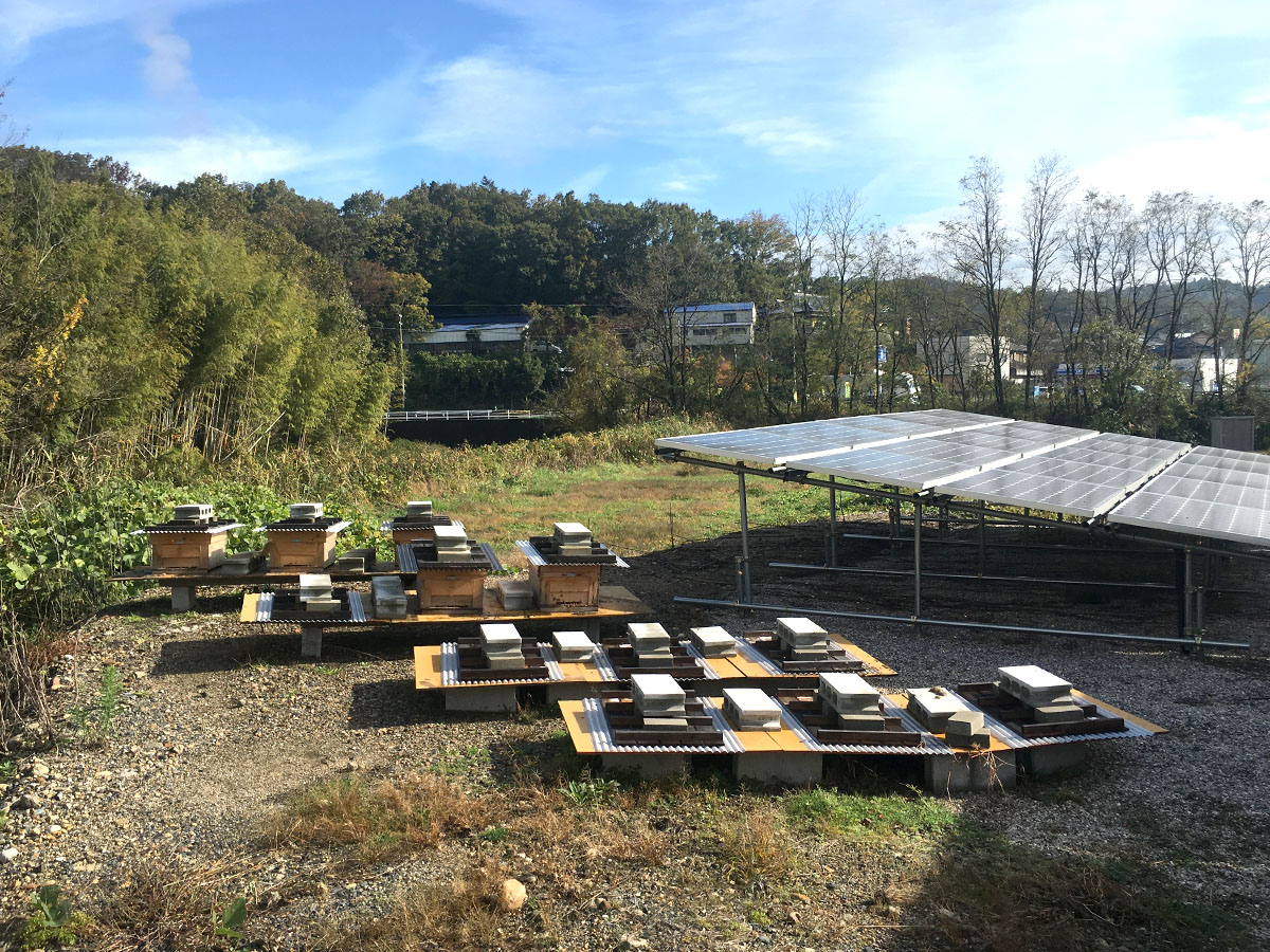 太陽光発電と蜂蜜の巣箱